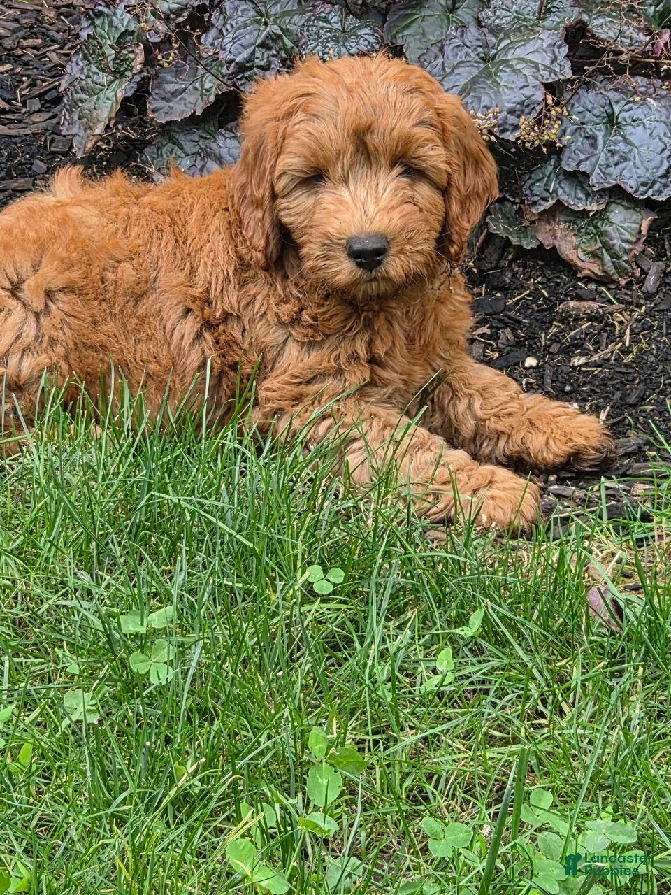 Mini Goldendoodle dogs Mini Goldendoodle 5 - Ad 1
