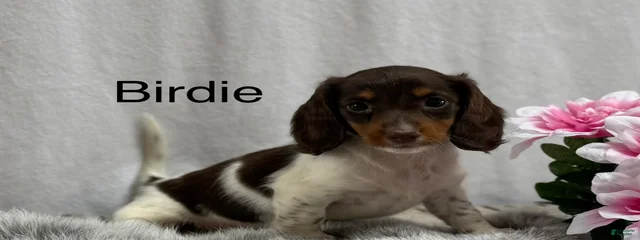 Miniature Dachshund 