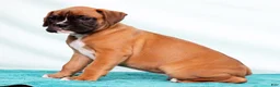 Boxer dogs for sale: Leo - Ad 6