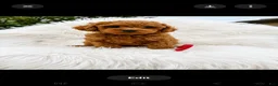 Mini Goldendoodle dogs for sale: Bruno red collar - Ad 4