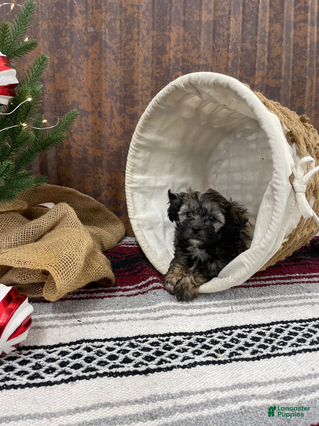 Shihpoo dogs for sale: Copper  - Ad 7