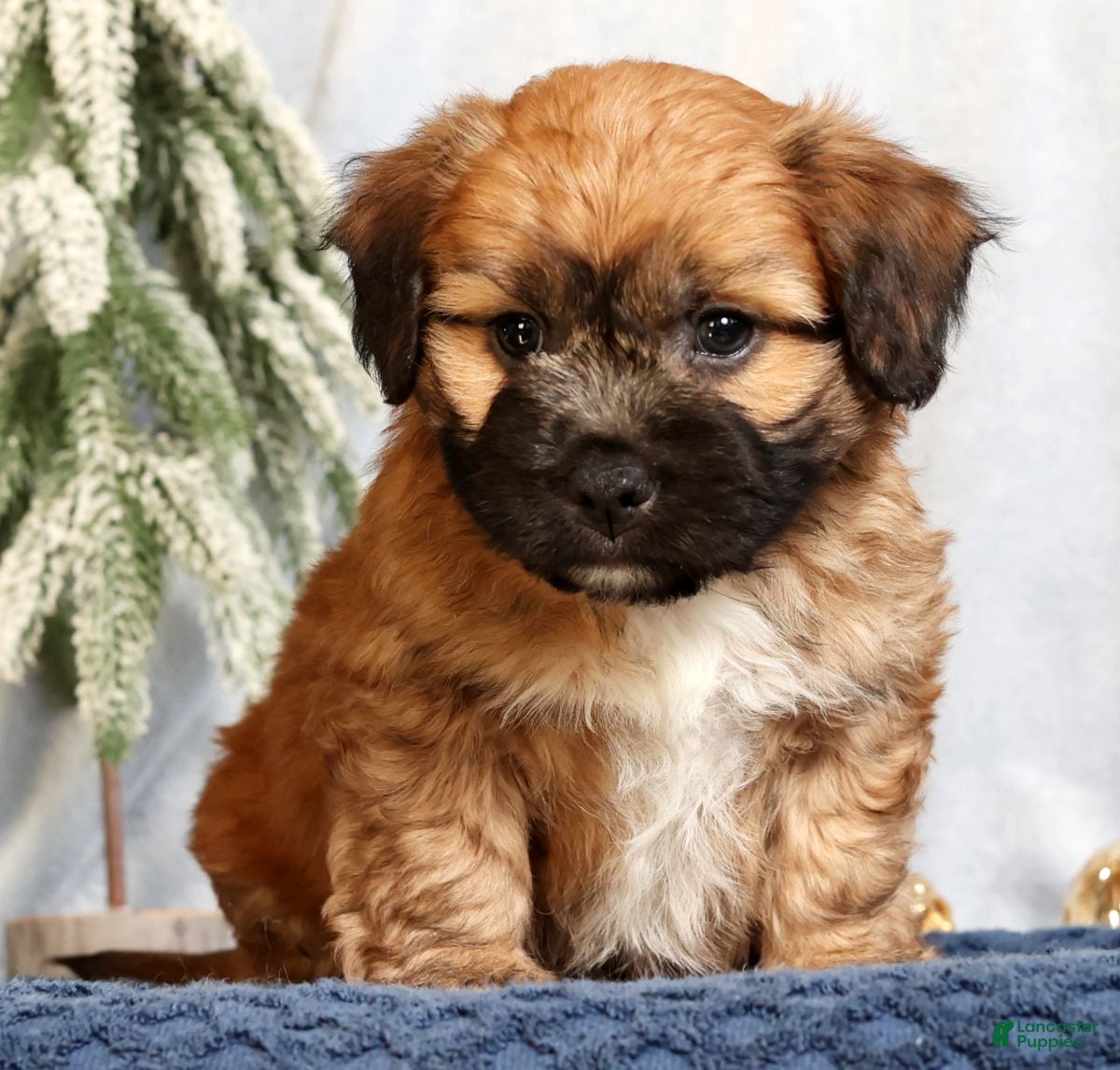 Mixed Breed dogs Jax - Ad 10