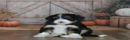 Mini Bernedoodle dogs for sale: Heidi - Ad 4