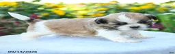 Shih Tzu dogs for sale: Mikey - Ad 5