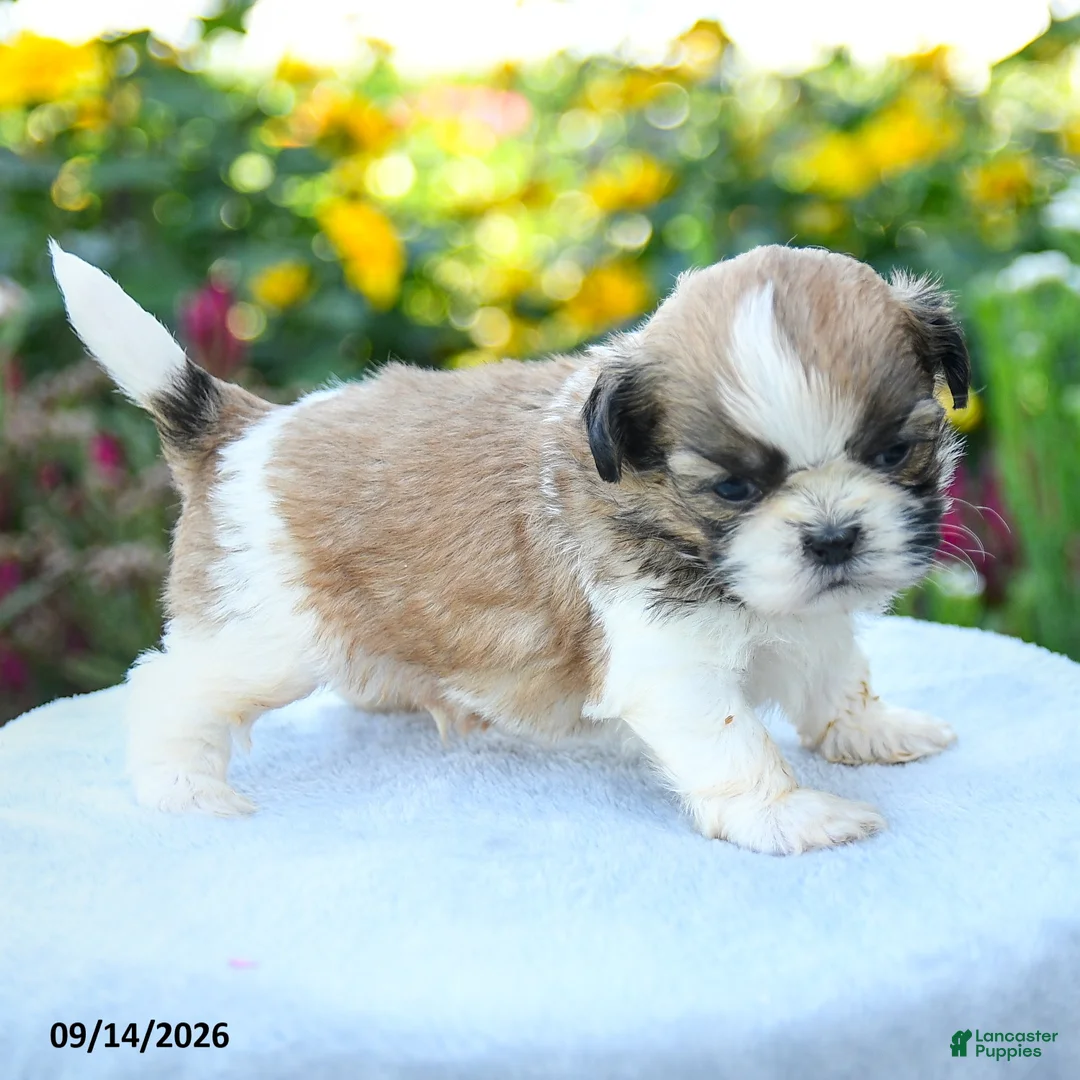 Shih Tzu dogs for sale: Mikey - Ad 5