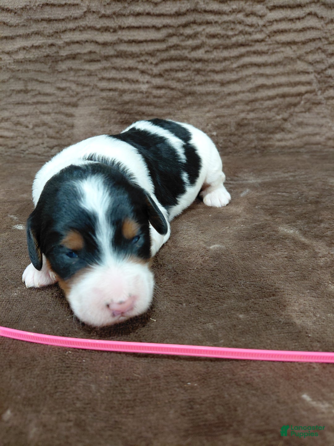 Bernedoodle dogs for sale: Bernedoodle Puppy 6 - Ad 6