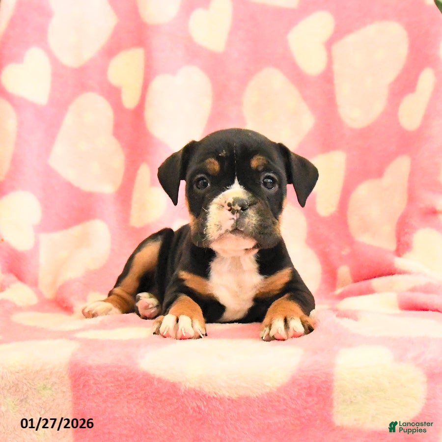 Olde English Bulldogge dogs Blueberry - Ad 9