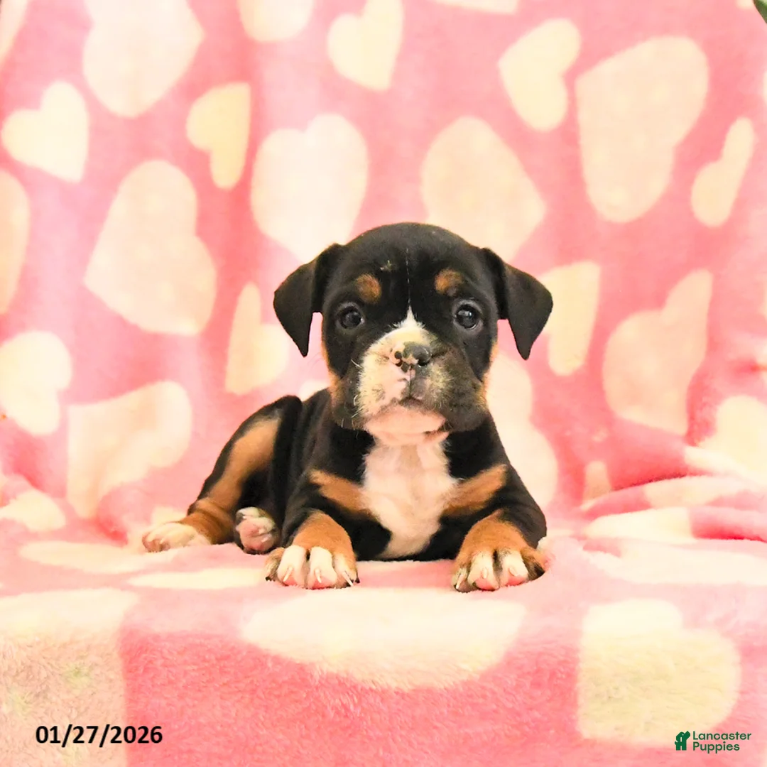 Olde English Bulldogge dogs for sale: Blueberry - Ad 1