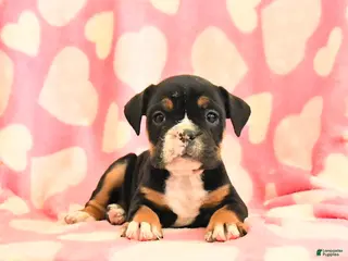 Olde English Bulldogge dogs Blueberry - Ad 9