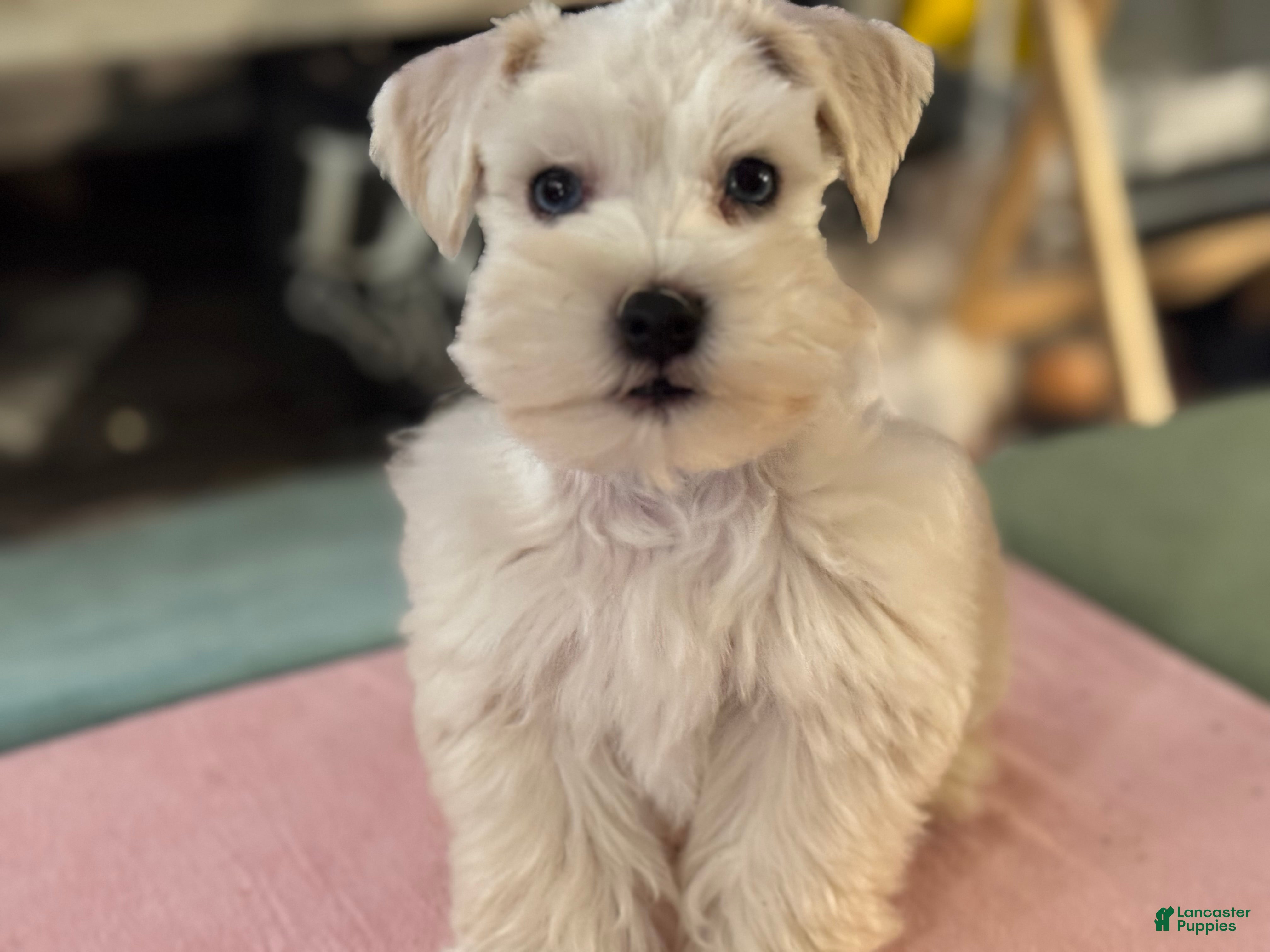 Miniature Schnauzer dogs Mr Sleet - Ad 2