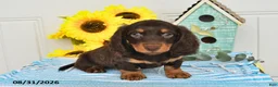 Miniature Dachshund dogs for sale: Palmer - Ad 5