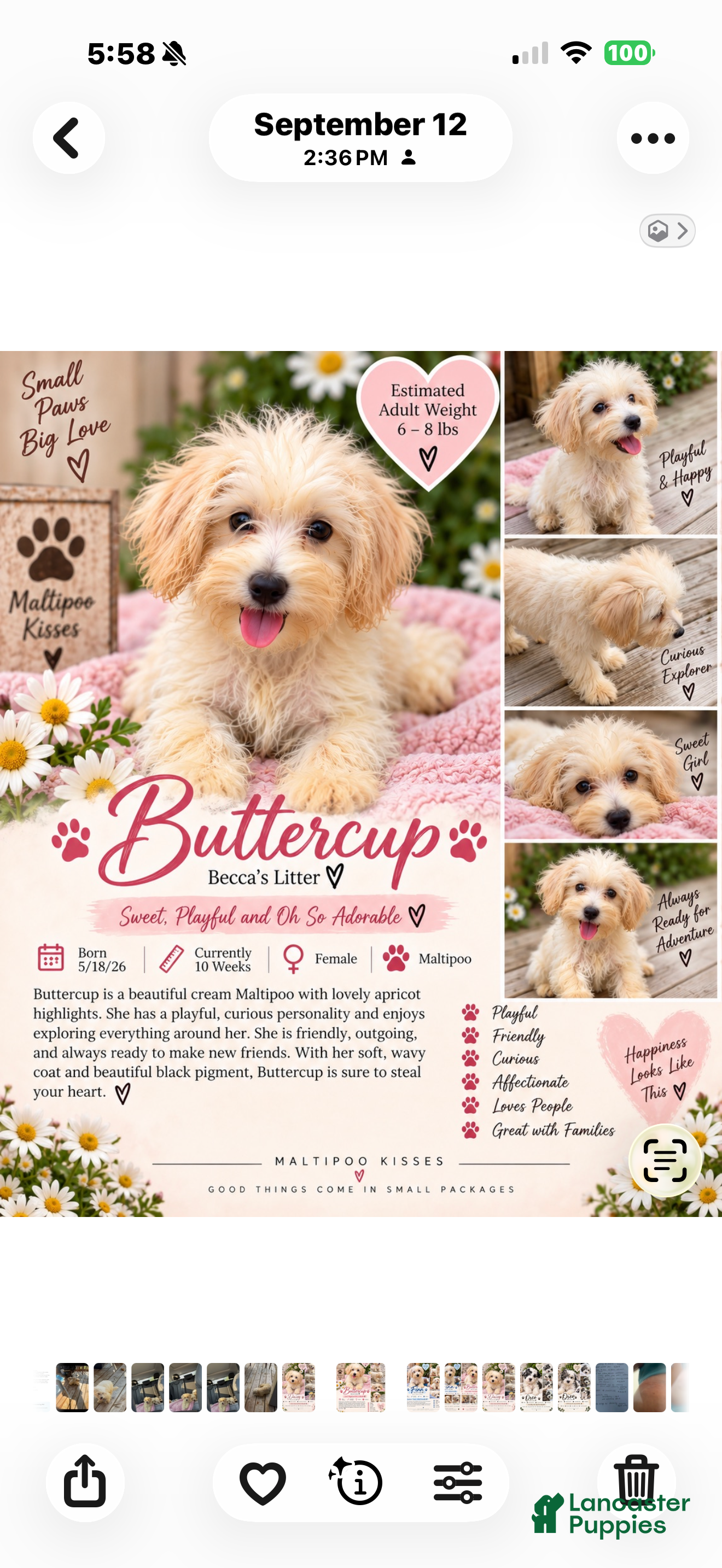 Maltipoo dogs buttercup Maltipoo 3 - Ad 8