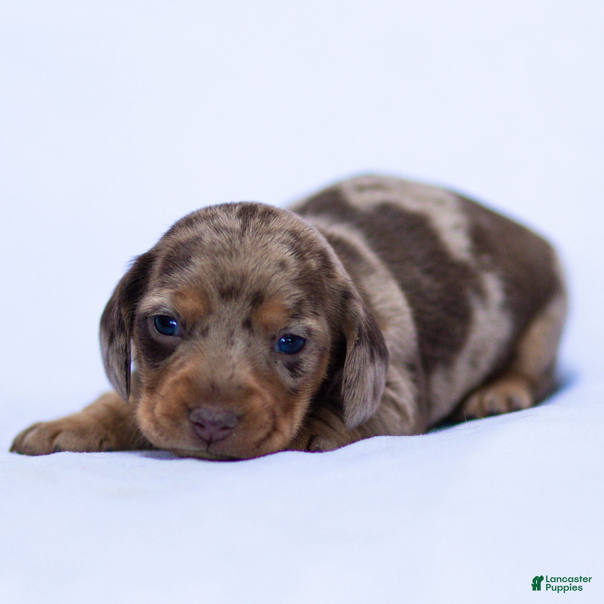 Miniature Dachshund dogs Junie Miniature Dachshund Puppy  - Ad 1