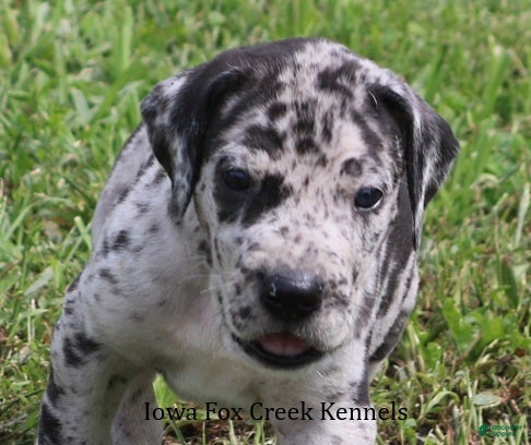 Great Dane dogs Samson - Ad 3