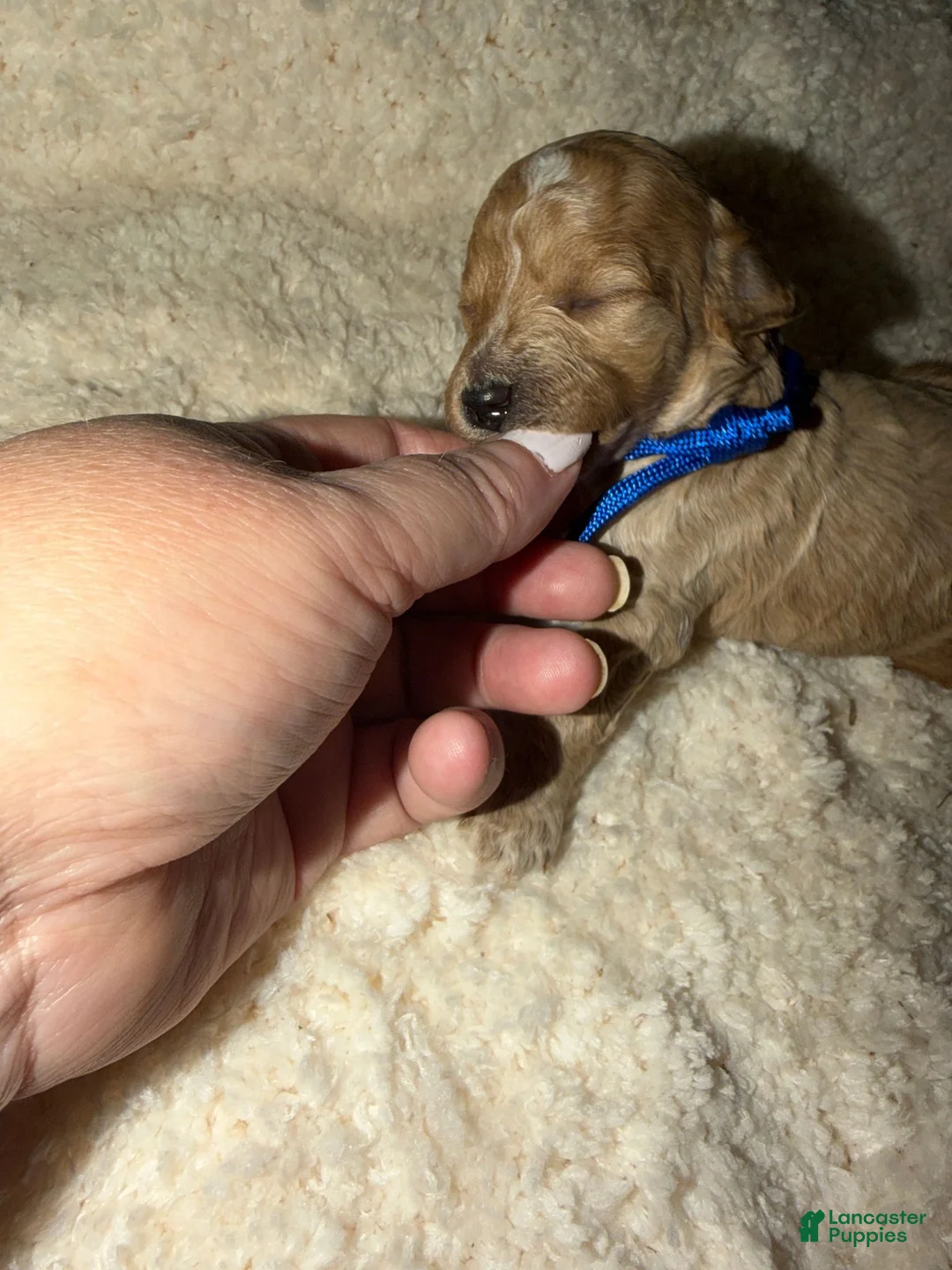 Miniature Poodle dogs for sale: AKC Miniature Poodle Male - Mahogany - Ad 2