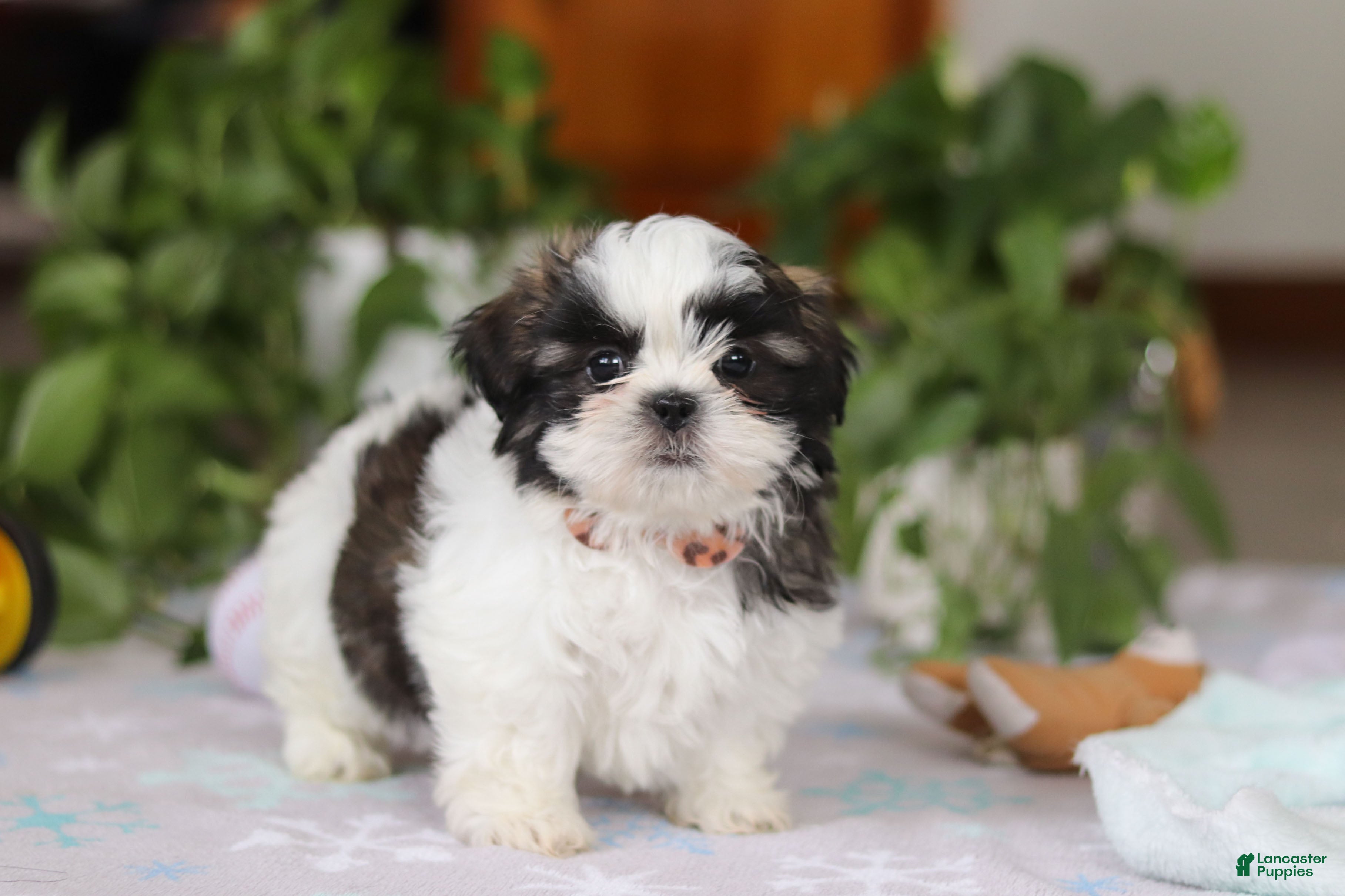 Shih Tzu dogs Kyle - Ad 11