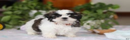 Shih Tzu dogs for sale: Kyle - Ad 1
