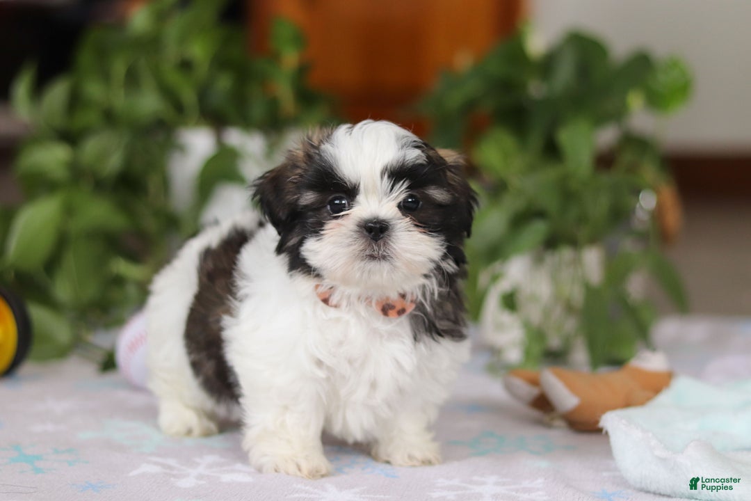 Shih Tzu dogs for sale: Kyle - Ad 1