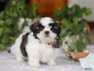Shih Tzu dogs Kyle - Ad 11