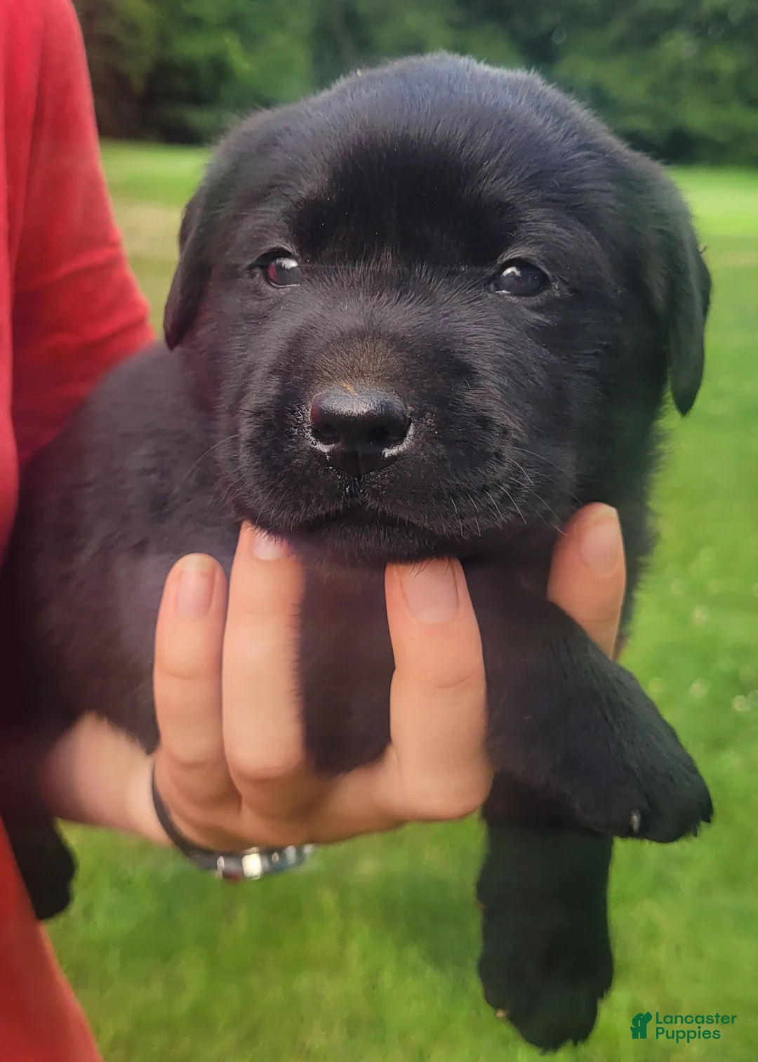 Labrador Retriever dogs for sale: Marshall  - Ad 1
