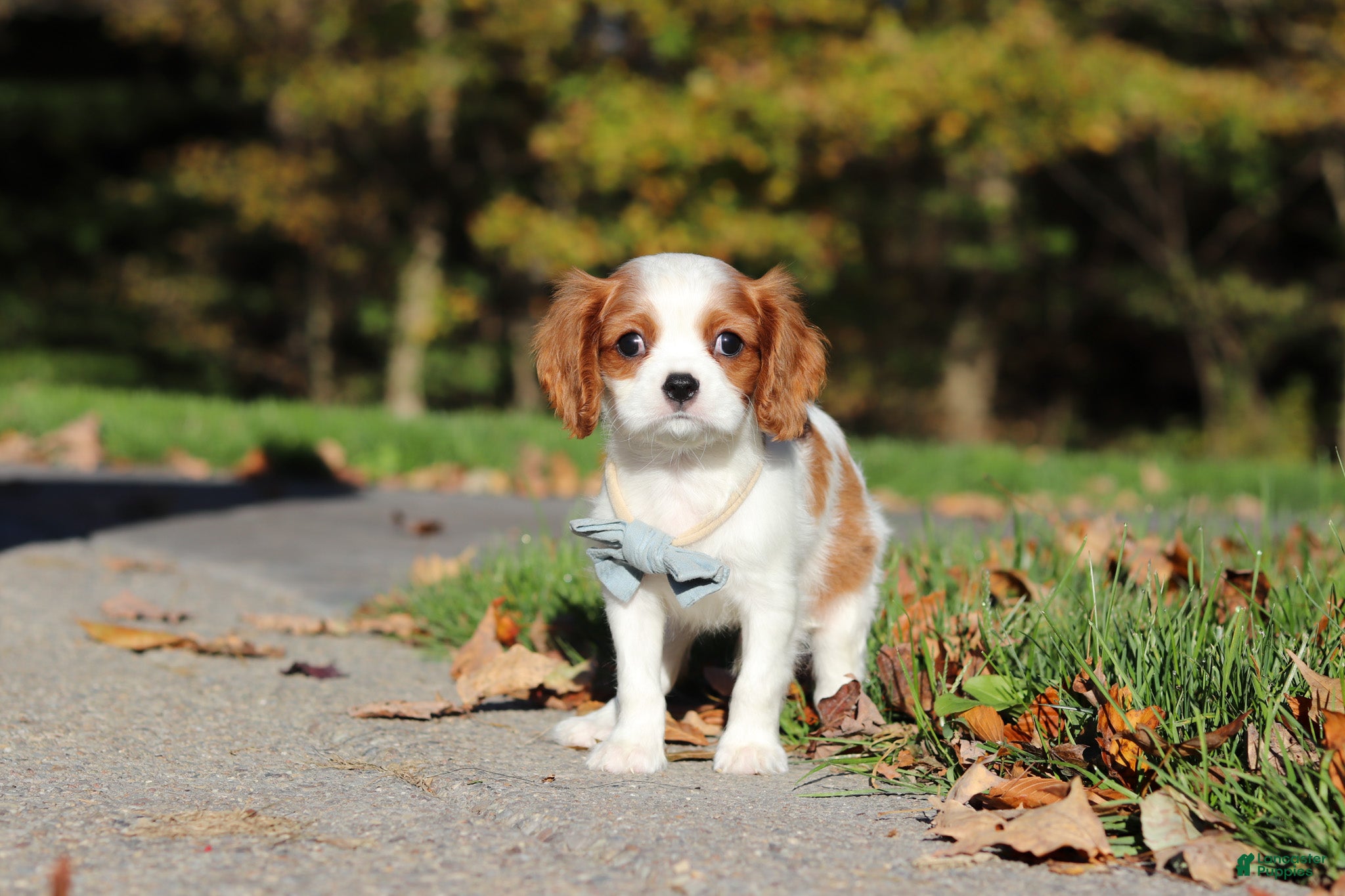 Cavalier King Charles Spaniel dogs Arlo - Ad 2