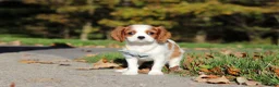 Cavalier King Charles Spaniel dogs for sale: Arlo - Ad 2