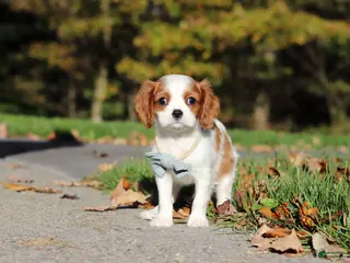 Cavalier King Charles Spaniel dogs Arlo - Ad 2
