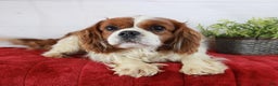 Cavalier King Charles Spaniel dogs for sale: Cavalier King Charles Spaniel Puppy 1 - Ad 5