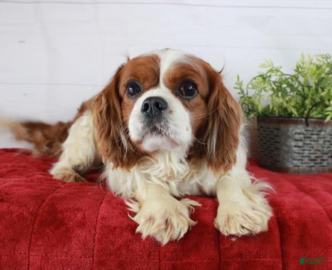 Cavalier King Charles Spaniel dogs for sale: Cavalier King Charles Spaniel Puppy 1 - Ad 5