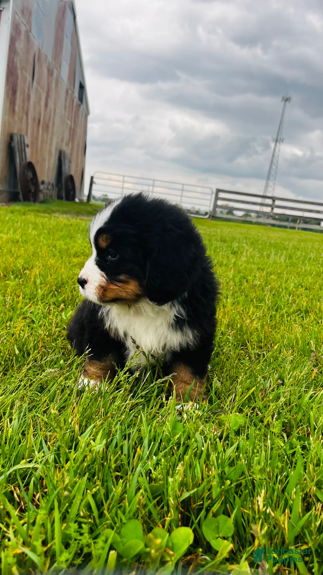 Bernese Mountain Dog dogs for sale: Sullivan - Ad 2