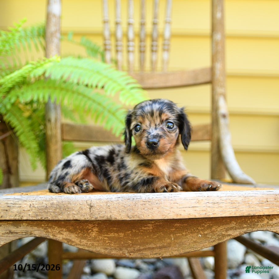Miniature Dachshund dogs for sale: Princess - Ad 1