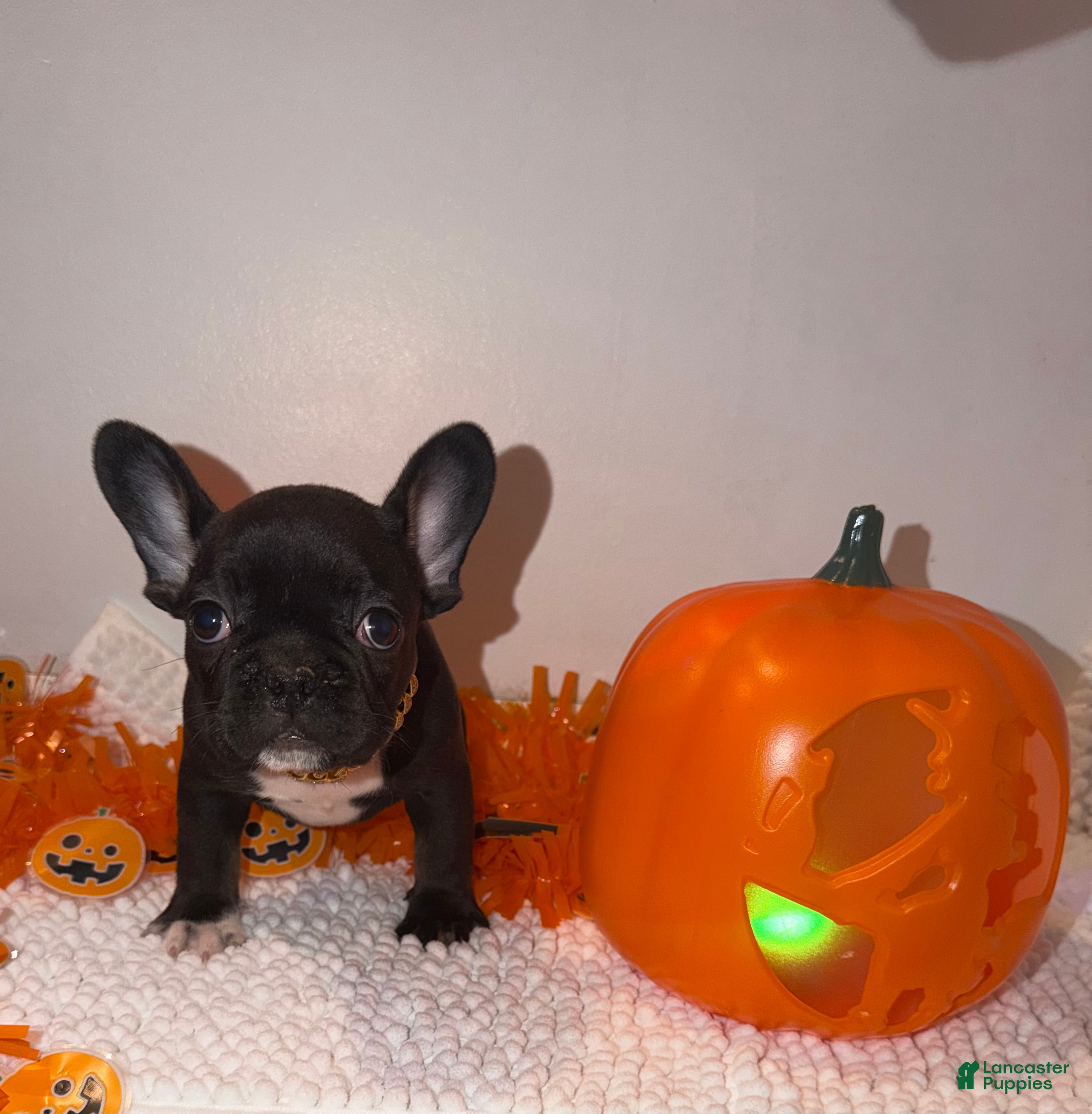 French Bulldog dogs Black and white male - Ad 1