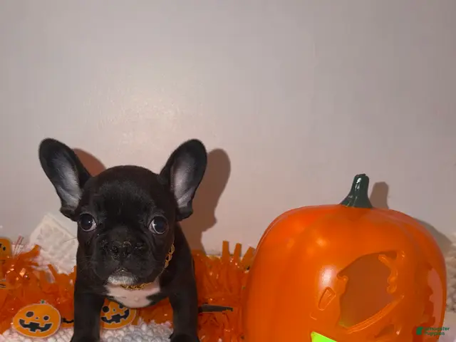 French Bulldog dogs for sale: Black and white male - Ad 1