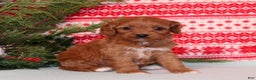 Cavapoo dogs for sale: Violet - Ad 1
