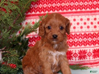 Cavapoo dogs Violet - Ad 23