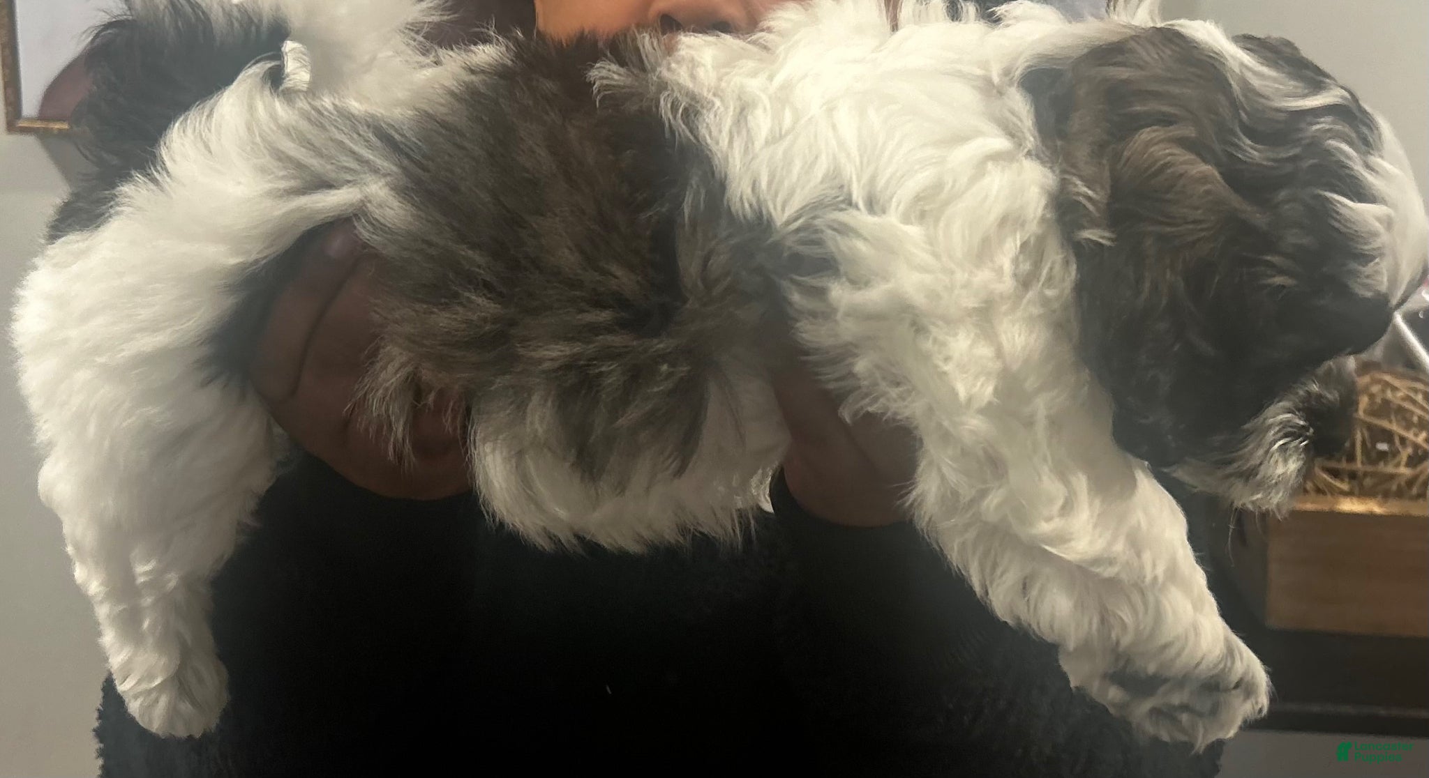 Shihpoo dogs Shihpoo Puppy 1 - Ad 2