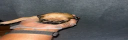 South African Boerboels dogs for sale: Bullet  - Ad 3