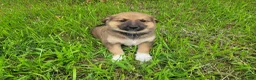Mixed Breed dogs for sale: Jasmine  - Ad 3