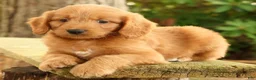 Mini Goldendoodle dogs for sale: Mitch - Ad 2