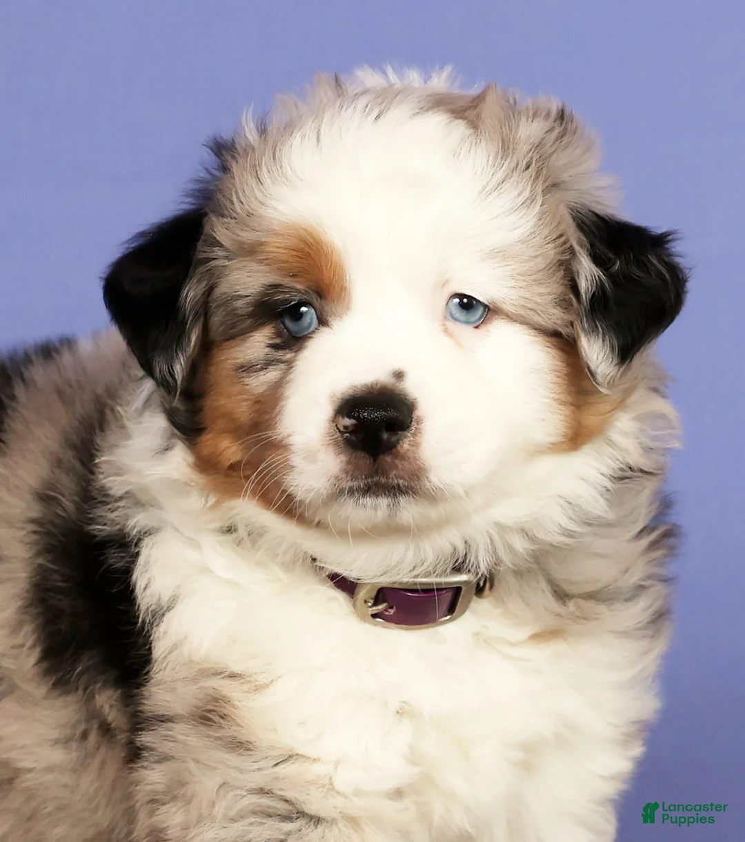 Miniature Australian Shepherd dogs for sale: Bethany - Ad 8