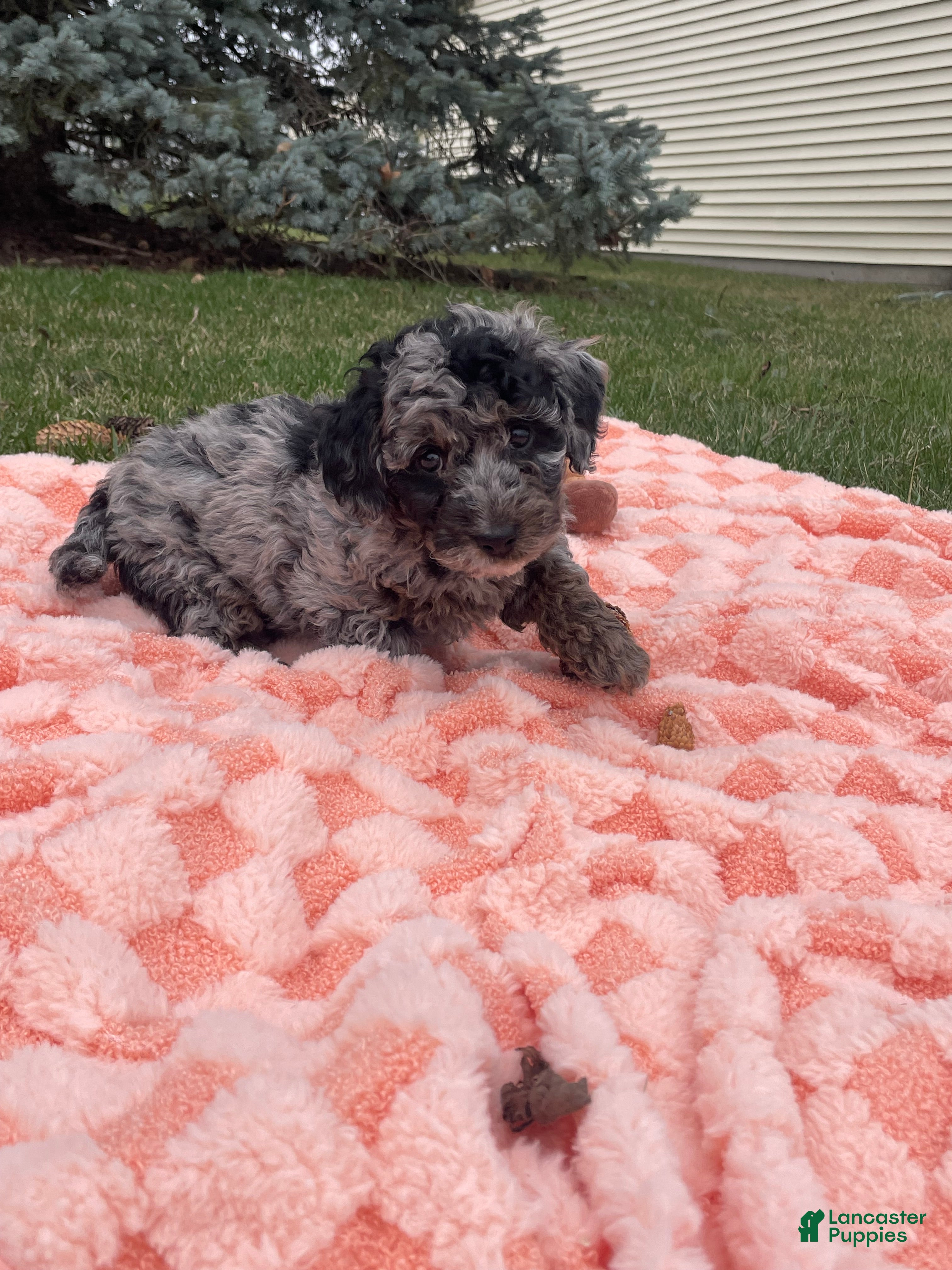 Labradoodle dogs Comet - Ad 1