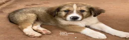 Collie dogs for sale: Travis - Ad 3