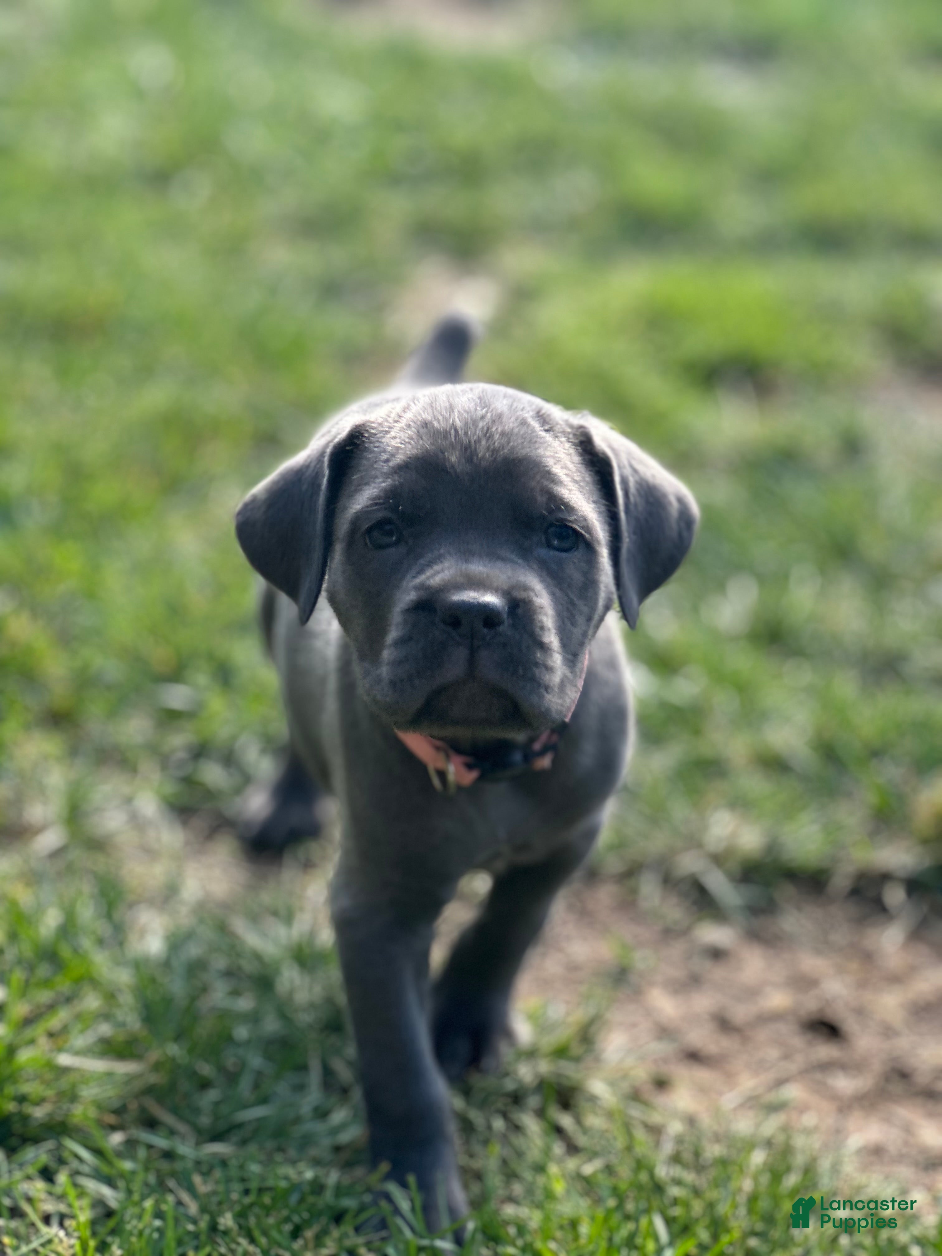 Cane Corso dogs Rita - Ad 37
