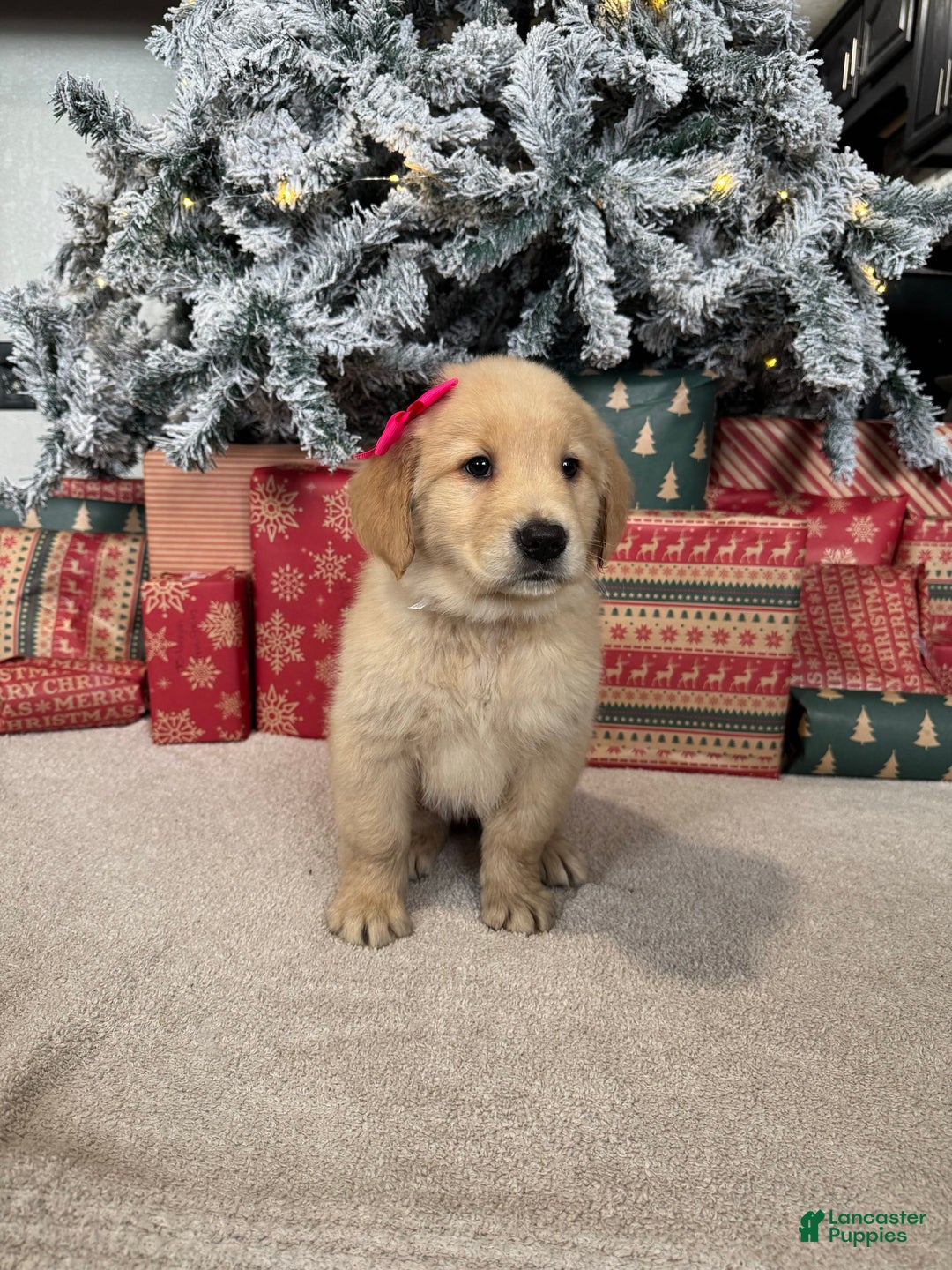 Golden Retriever dogs for sale: Eve - Ad 6