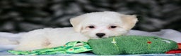 Teddy Bear dogs for sale: Dasher - Ad 23