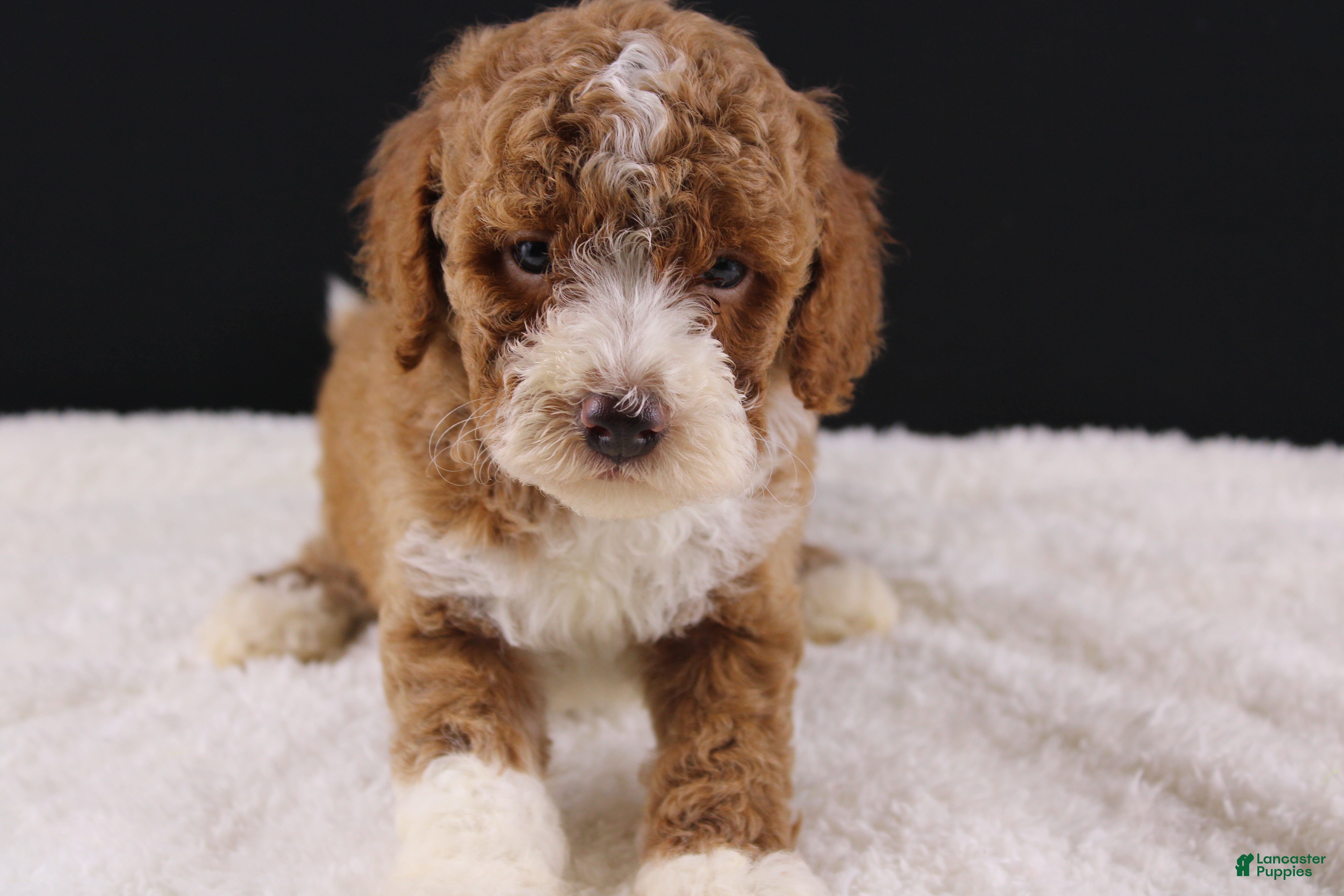 Mini Goldendoodle dogs Teddy - Ad 39