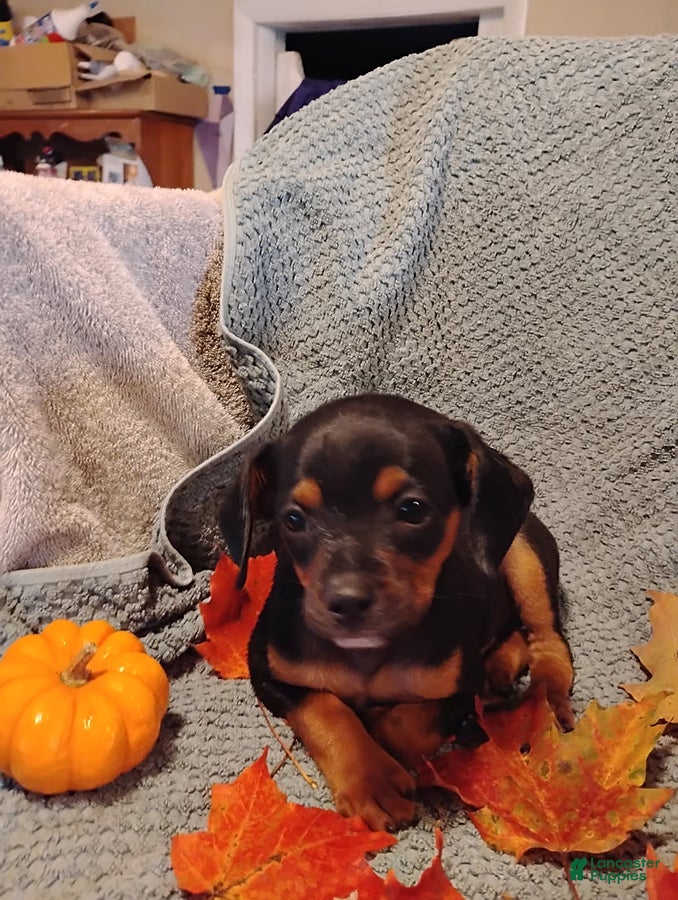 Mixed Breed dogs for sale: Bobby - Ad 31