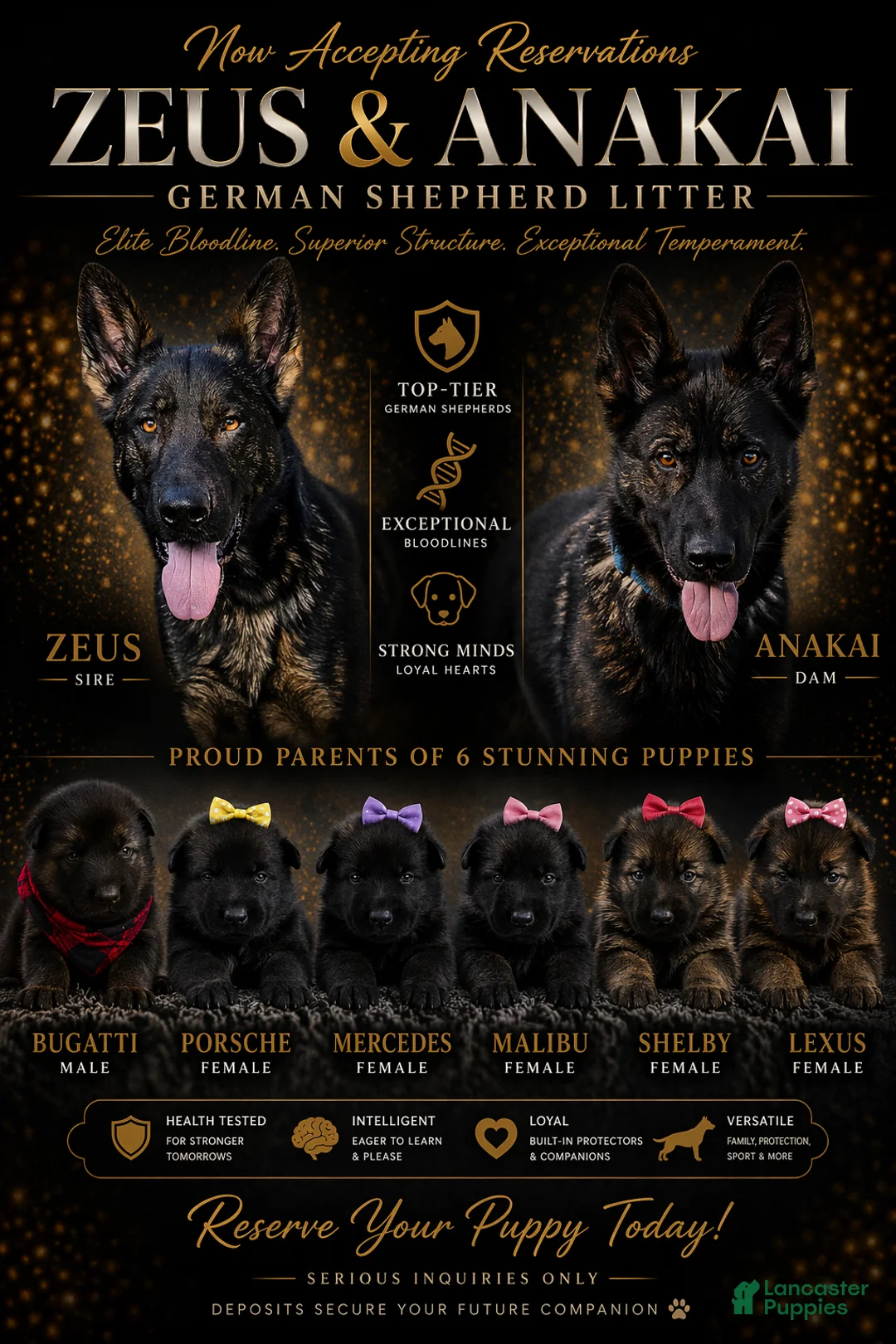 German Shepherd dogs for sale: Mercedes - Ad 4