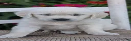 Golden Retriever dogs for sale: Bella - Ad 6