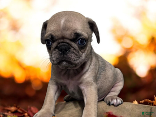 Pug dogs Pug Puppy Tiny Tim - Ad 13